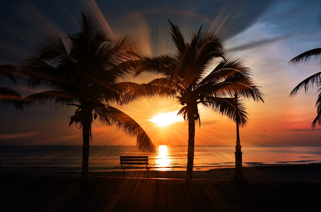 Palm Tree Sunset